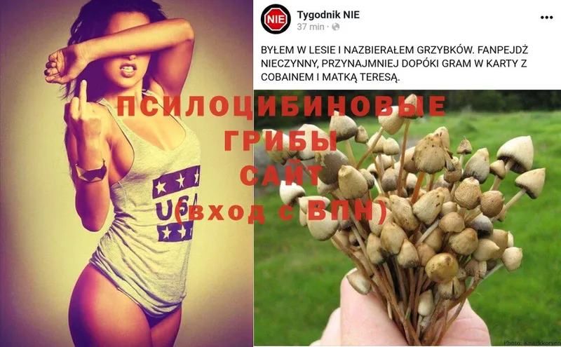 Псилоцибиновые грибы MAGIC MUSHROOMS  Вязники 